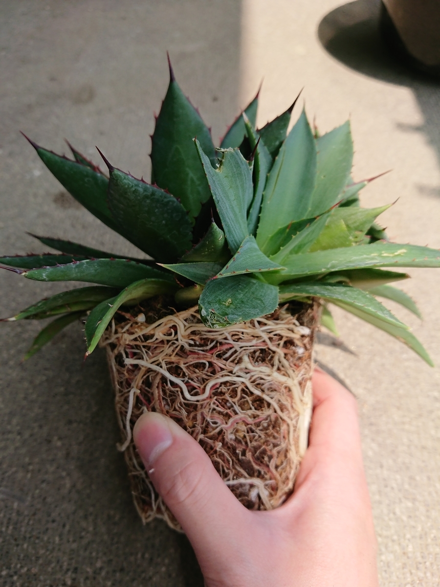 アガベ イシスメンシス×フィリフェラを植え替えてみた。子株2つ外し