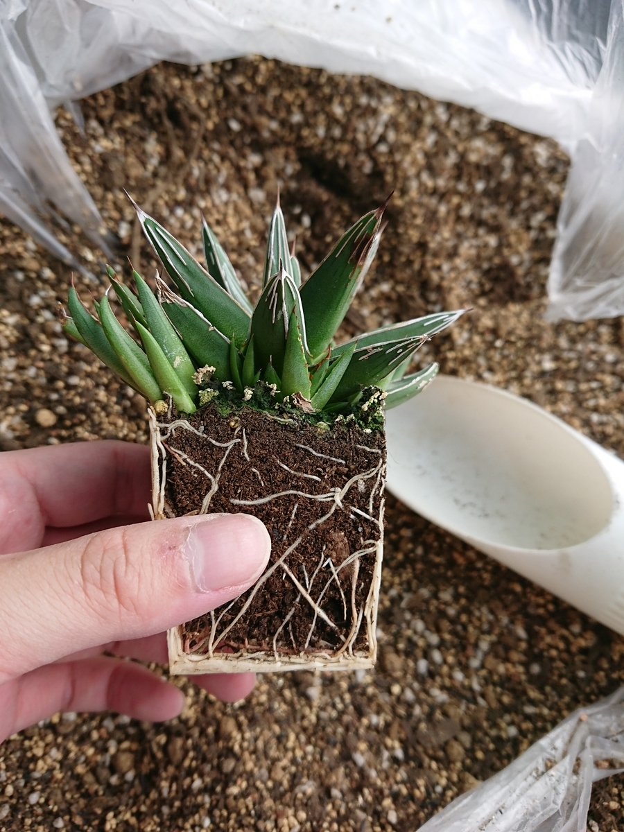 姫笹の雪(アガベ)を植え替えてみた 子株は外したほうが大きく 姫笹の雪(アガベ)を植え替えてみた 子株は外したほうが大きく
