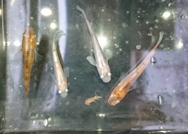 ミックスメダカを買ってみた ミックスメダカの定義とは おさかなとリケメン ときどき植物 ミックスメダカを買ってみた ミックスメダカの定義とは おさかなとリケメン ときどき植物