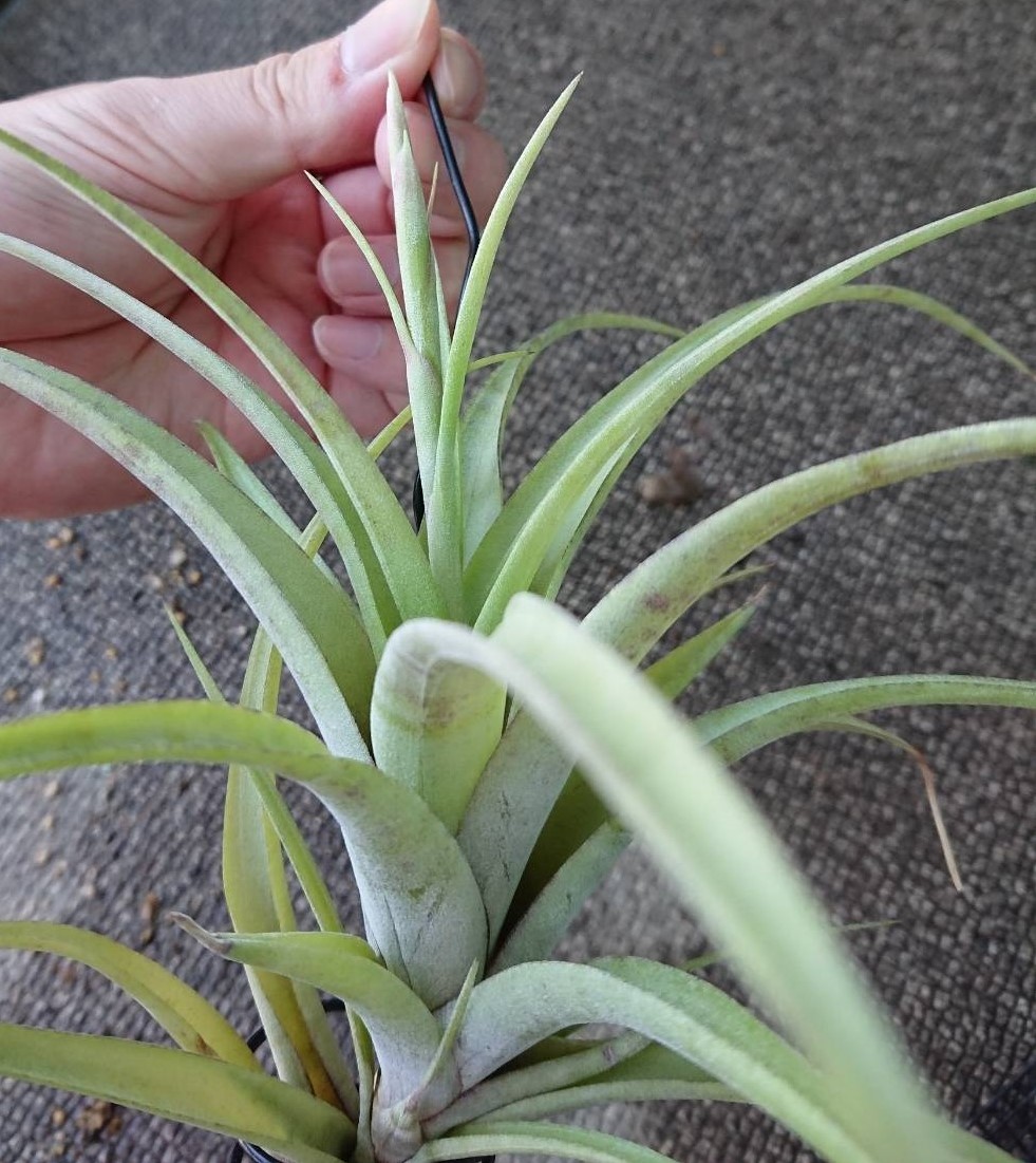 チランジア フレクスオーサ ヴィヴィパラの花芽が出てきました！ 開花