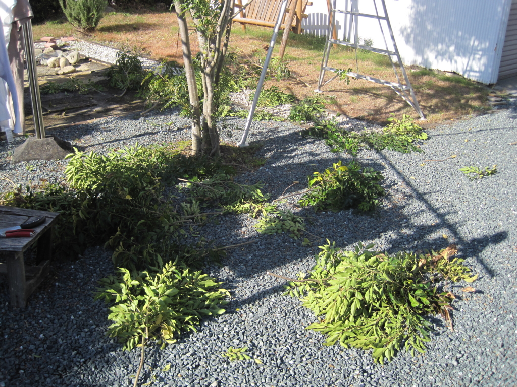 f:id:bluebeemoon:20161225151856j:plain f:id:bluebeemoon:20161225151856j:plain