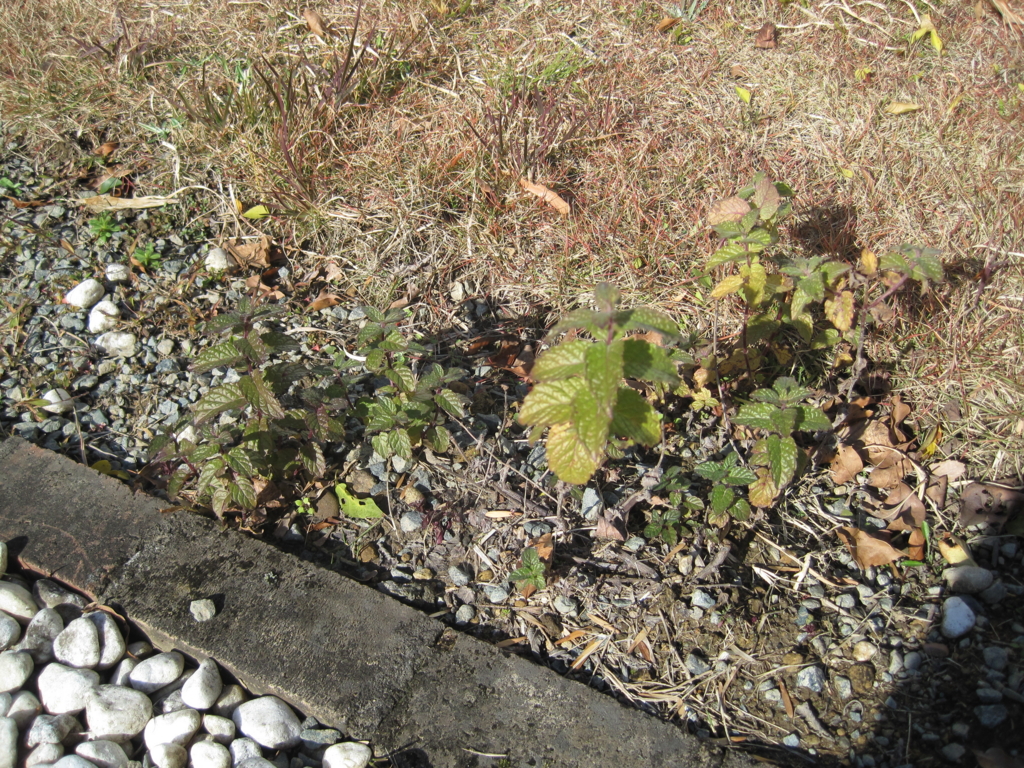 f:id:bluebeemoon:20161225151934j:plain f:id:bluebeemoon:20161225151934j:plain