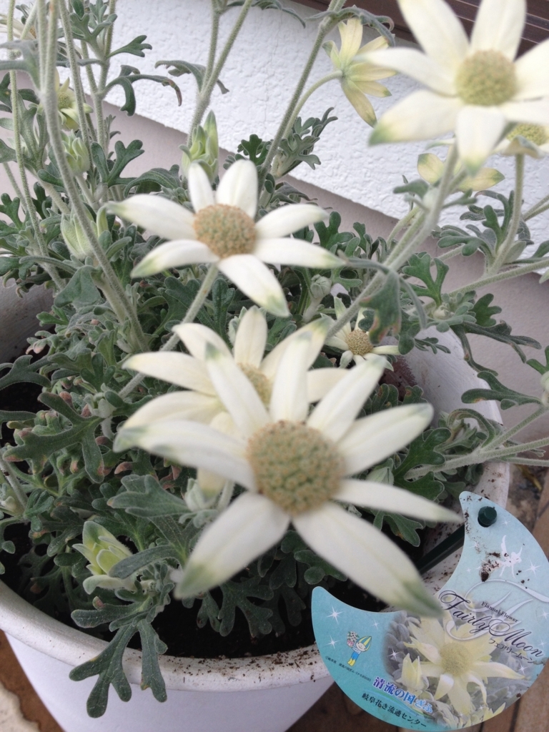 f:id:bluebeemoon:20180324153637j:plain f:id:bluebeemoon:20180324153637j:plain