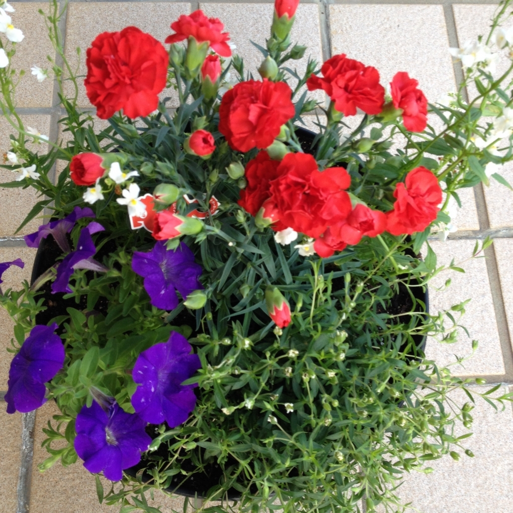 f:id:bluebeemoon:20180511181942j:plain