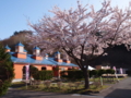 [2012桜]