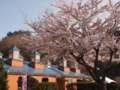 [2012桜]