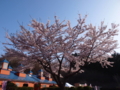 [2012桜]