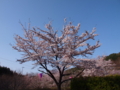 [2012桜]