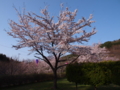 [2012桜]