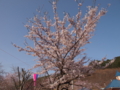 [2012桜]