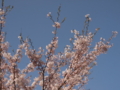 [2012桜]