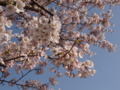 [2012桜]