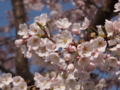 [2012桜]