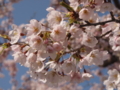 [2012桜]