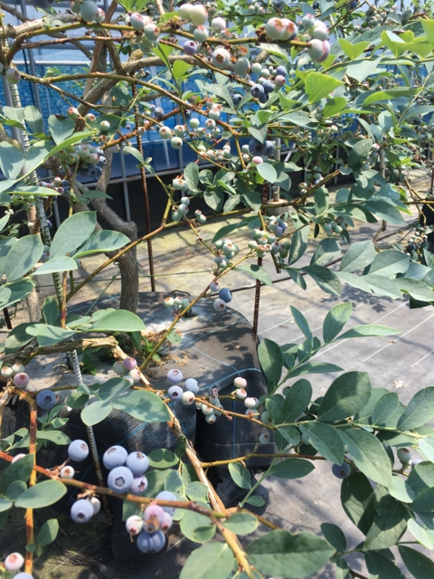 f:id:blueberry_ito:20170529131831j:image