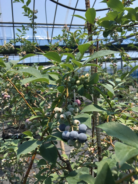 f:id:blueberry_ito:20170529131931j:image