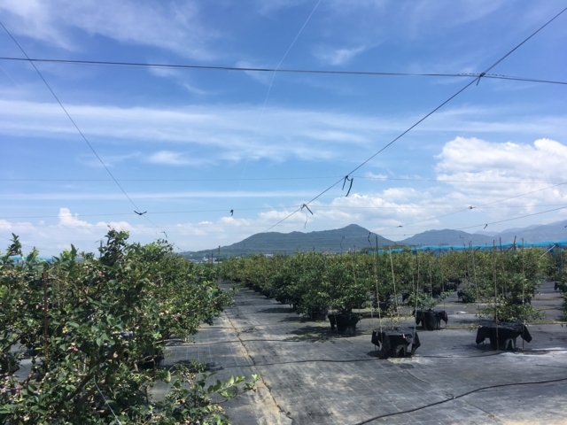 f:id:blueberry_ito:20180710133028j:image