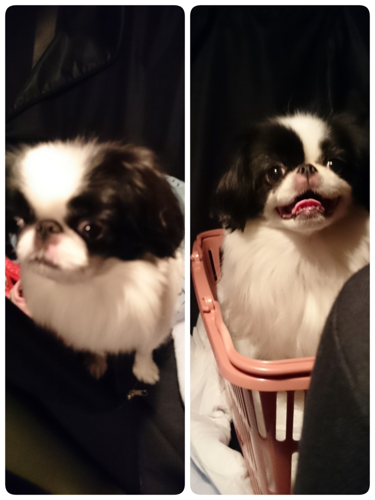 f:id:blueberryichigo:20161207175201j:plain