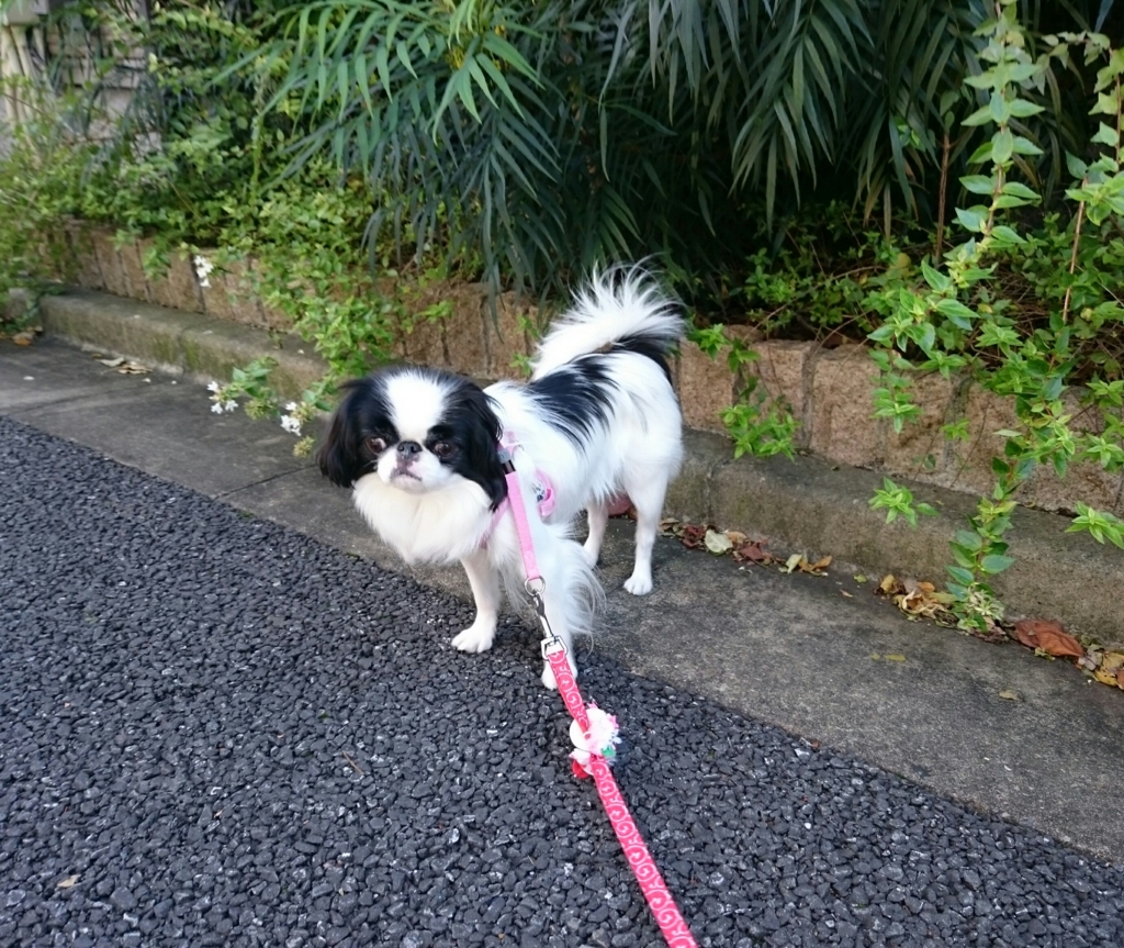 f:id:blueberryichigo:20161207183647j:plain