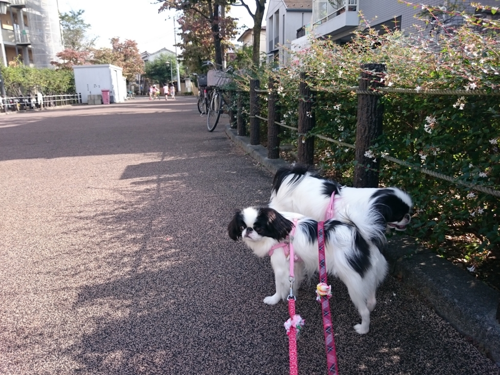 f:id:blueberryichigo:20161207184312j:plain
