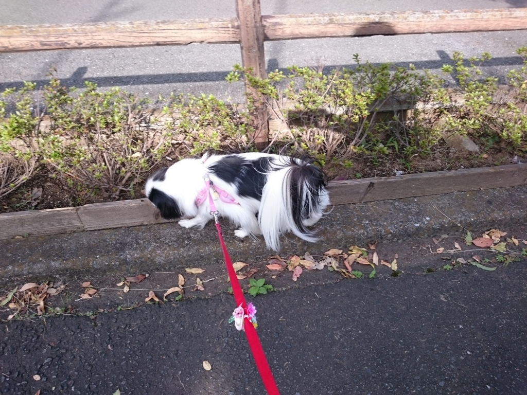f:id:blueberryichigo:20161207184339j:plain