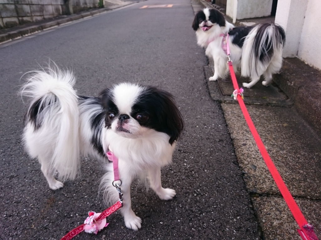 f:id:blueberryichigo:20161207184424j:plain