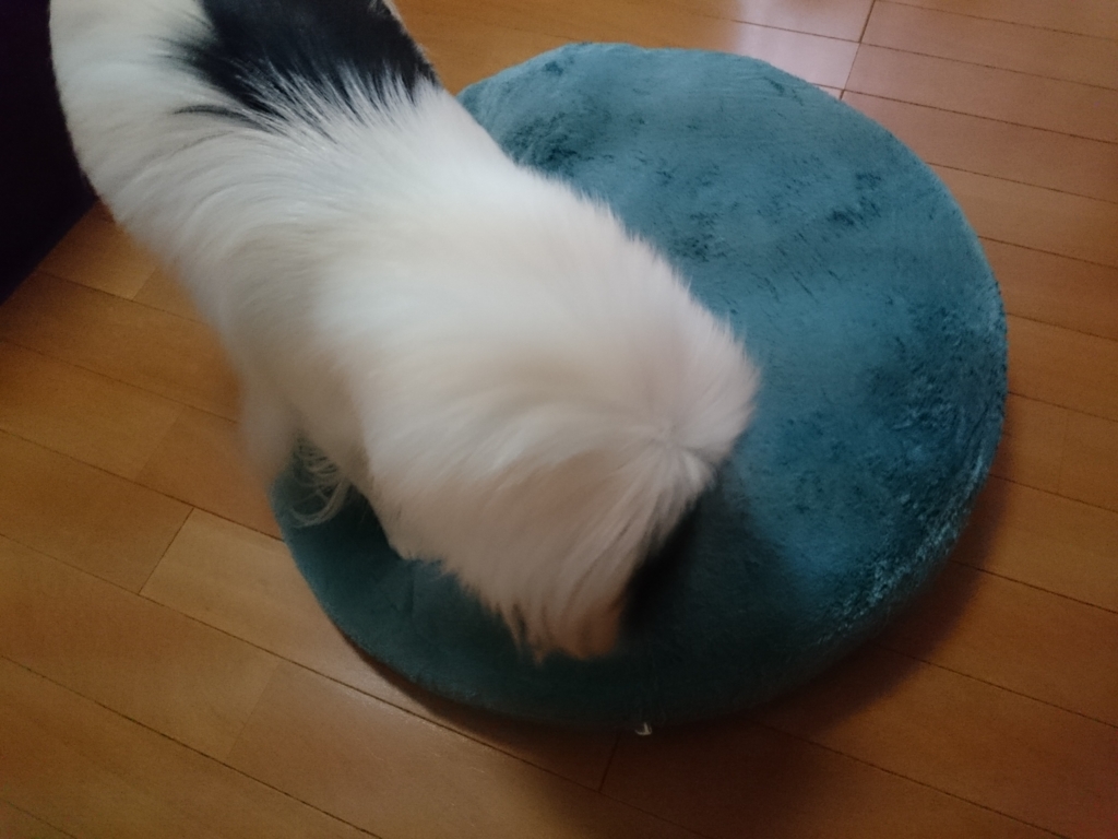 f:id:blueberryichigo:20161207195004j:plain