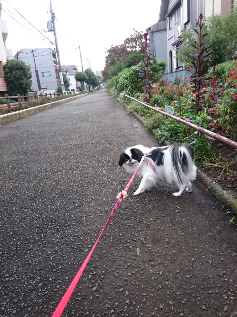 f:id:blueberryichigo:20161207195455j:plain