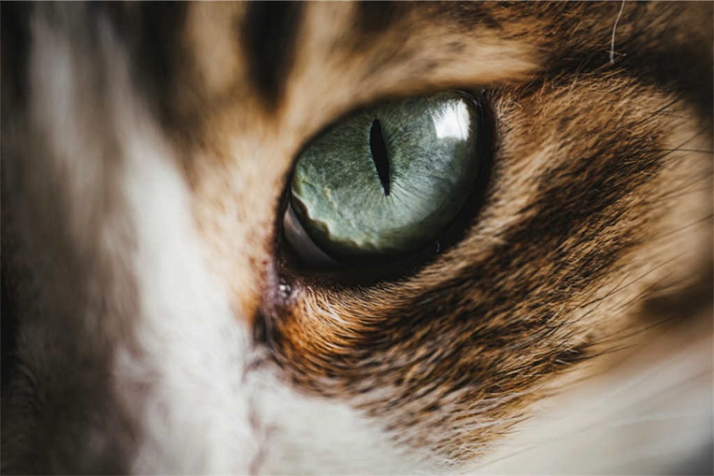 f:id:blueblueblue3:20220703200654j:image
