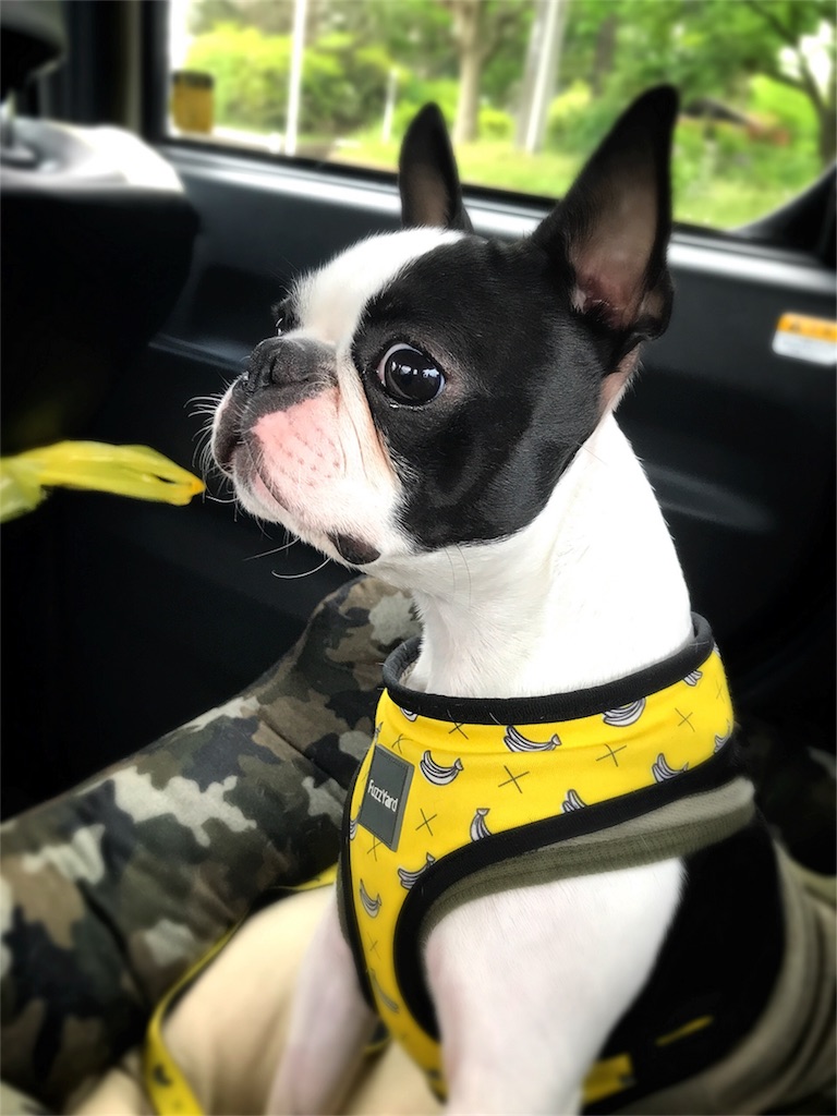 f:id:bluebluerbluest-tanikawa7:20170518151539j:image