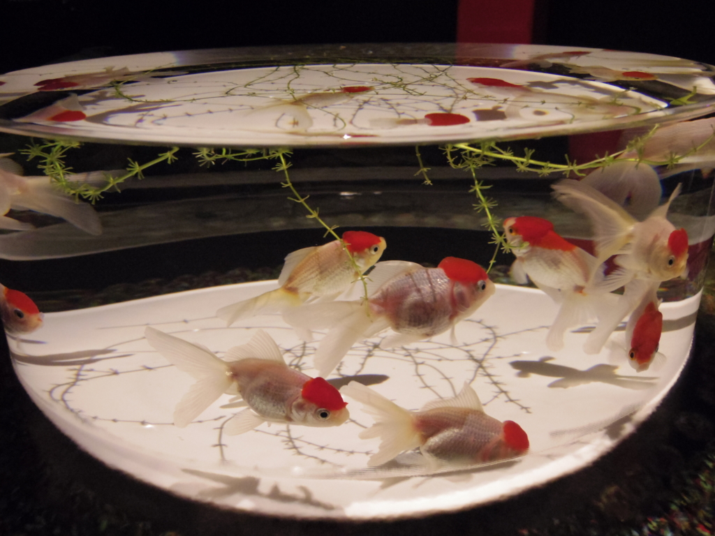 f:id:bluebright:20160925131134j:plain