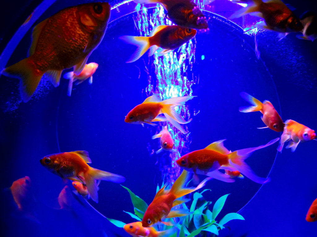 f:id:bluebright:20160925131149j:plain