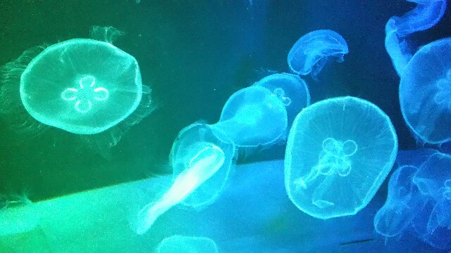 f:id:bluebright:20161017155509j:image f:id:bluebright:20161017155509j:image