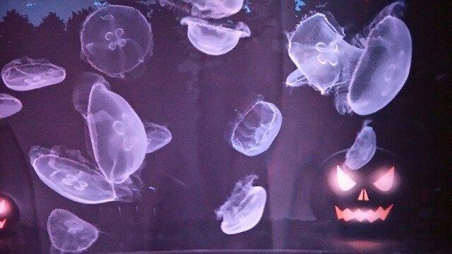 f:id:bluebright:20161017155632j:image f:id:bluebright:20161017155632j:image