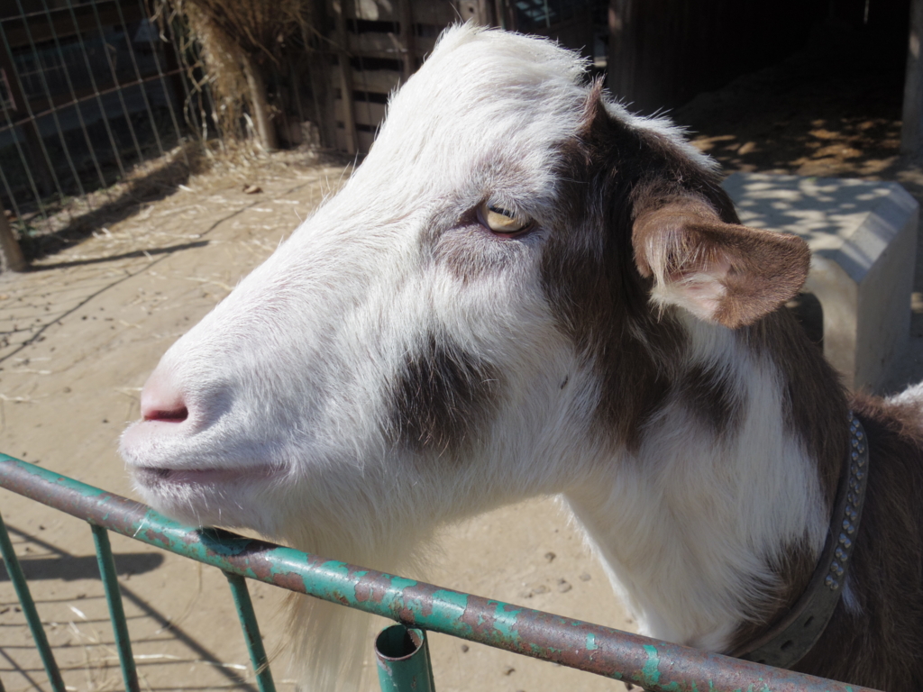 f:id:bluebright:20161017162348j:plain f:id:bluebright:20161017162348j:plain