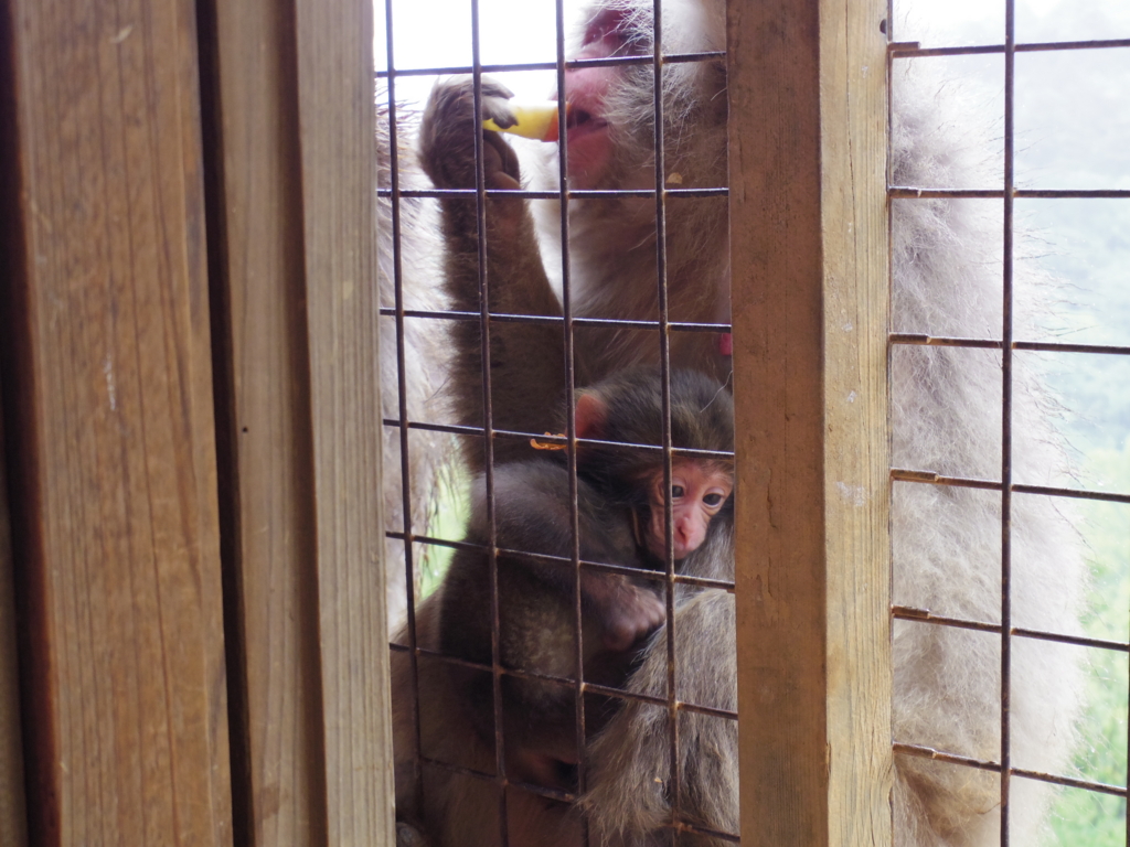 f:id:bluebright:20161017162740j:plain f:id:bluebright:20161017162740j:plain