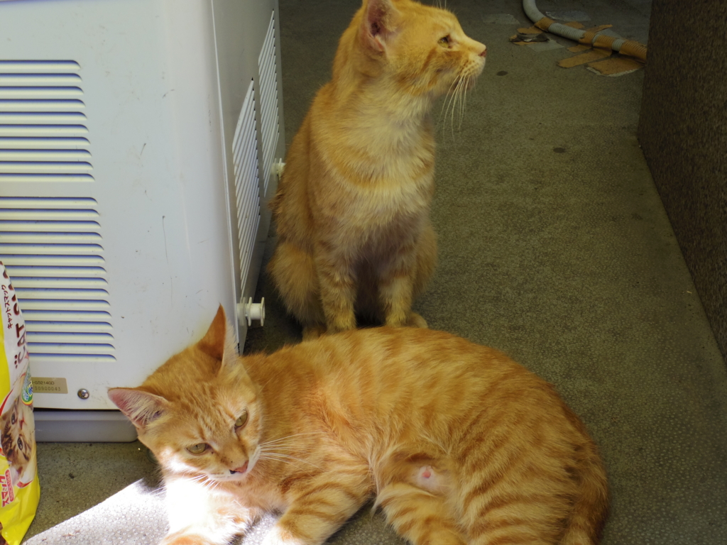 f:id:bluebright:20161017163039j:plain f:id:bluebright:20161017163039j:plain