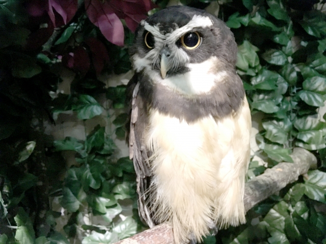 f:id:bluebright:20161101142026j:plain