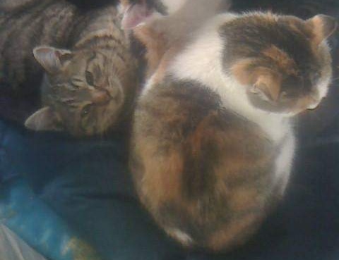 f:id:bluecat777y:20210609225207j:plain