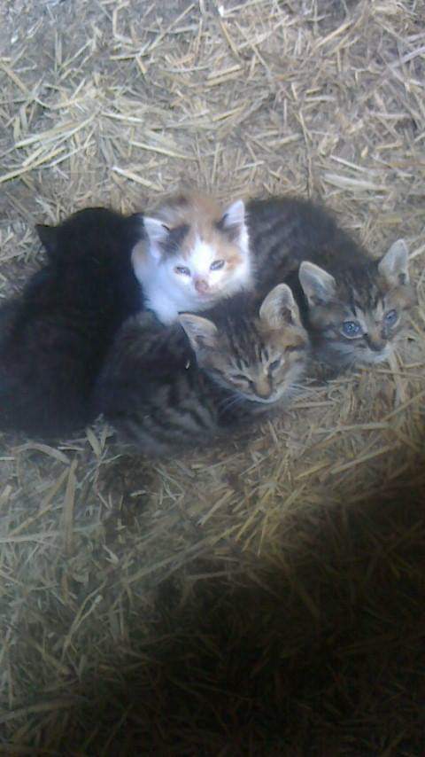 f:id:bluecat777y:20210726215208j:plain