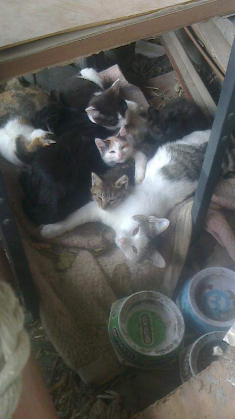 f:id:bluecat777y:20210726215307j:plain