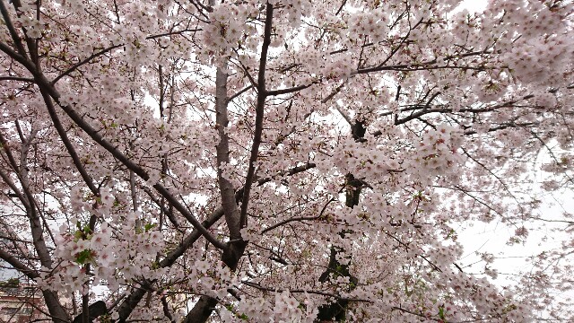 f:id:bluecrescent:20170418151712j:image f:id:bluecrescent:20170418151712j:image