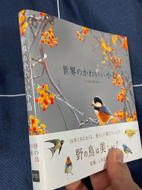ちょっと素敵な小鳥の写真集、『世界のかわいい小鳥』！ - blue deco