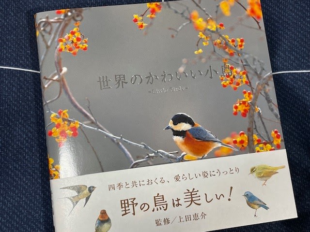 ちょっと素敵な小鳥の写真集、『世界のかわいい小鳥』！ - blue deco