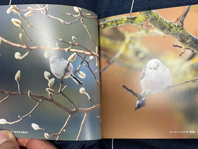 ちょっと素敵な小鳥の写真集、『世界のかわいい小鳥』！ - blue deco