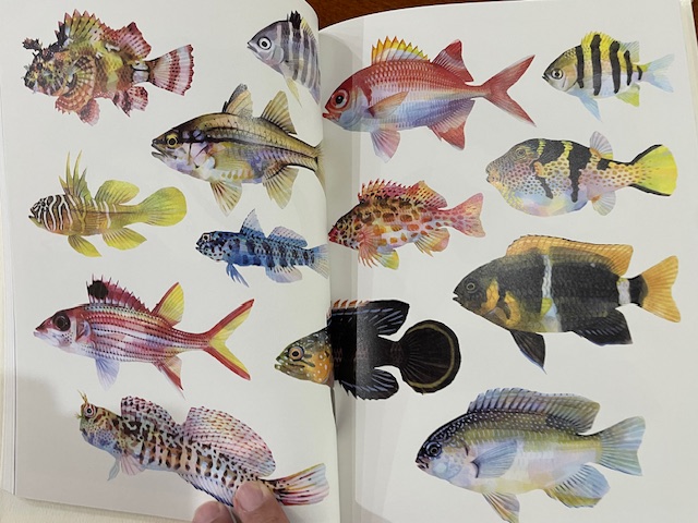 美しい魚たちを描く秀逸な画集『魚の譜』 - blue deco design lab