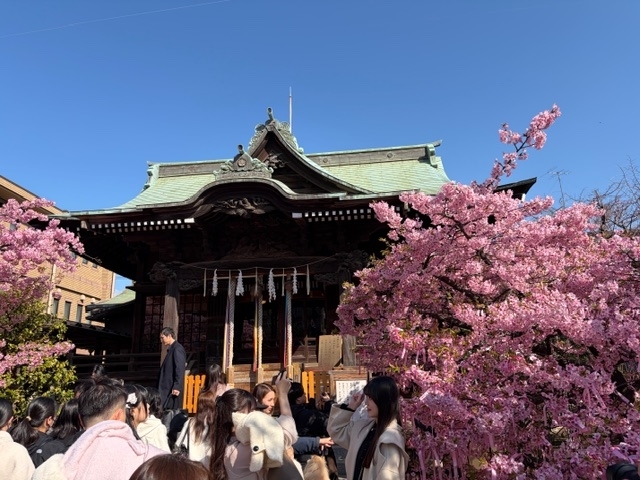 桜新町の『桜神宮』で見事な河津桜を観賞！ - blue deco design lab