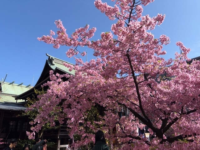 桜新町の『桜神宮』で見事な河津桜を観賞！ - blue deco design lab