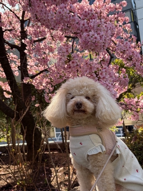 桜新町の『桜神宮』で見事な河津桜を観賞！ - blue deco design lab