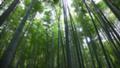 [鎌倉][日中][寺][風景] 報国寺 竹林